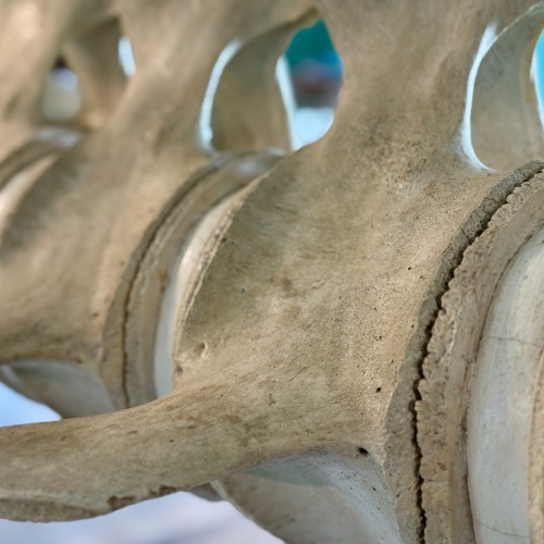 infoq.com - Patrick Farry - Working with Code Assistants: The Skeleton Architecture