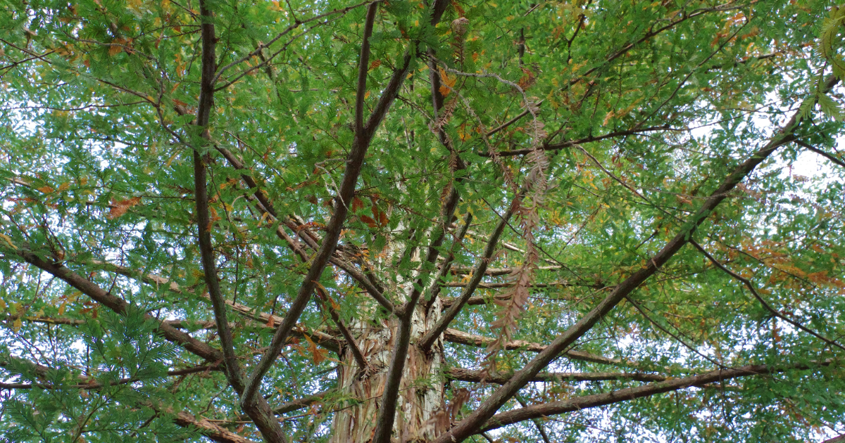 Cloudflare Proposes Merkle Tree Certificates to Solve Post-Quantum TLS Performance Issue